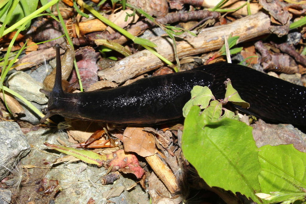 Limax doriae da Rocca dAveto (GE)